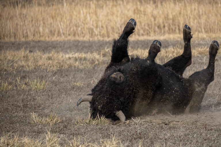 Bison wallowing in the grass. (Photo Credit: Katt Hendershot)
