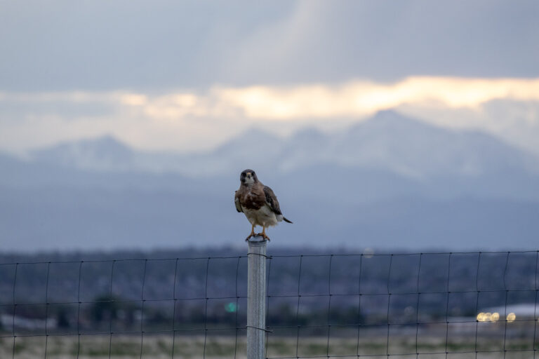 Hawk waiting at dusk in front of Long's Peak (Photo Credit: Katt Hendershot)
