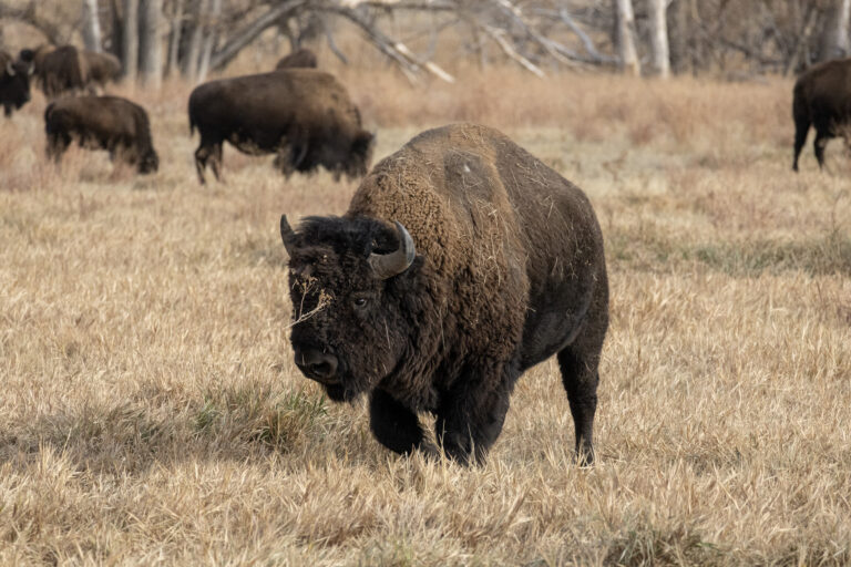 The Bison heard standing mighty on the side of the road. (Photo Credit: Katt Hendershot)