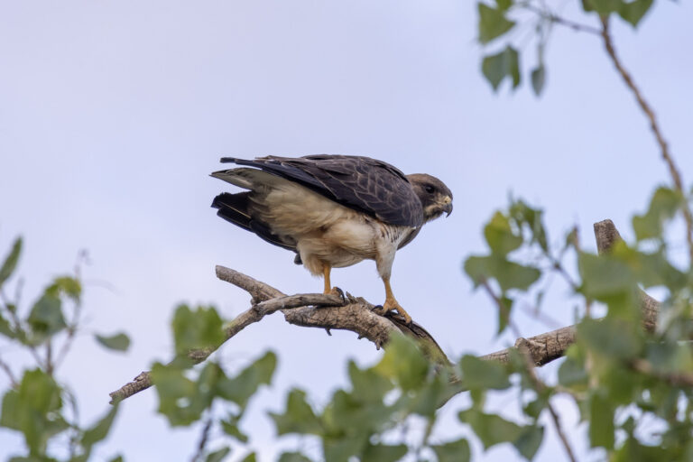 Hawk perched waiting for dinner to run by. (Photo Credit: Katt Hendershot)