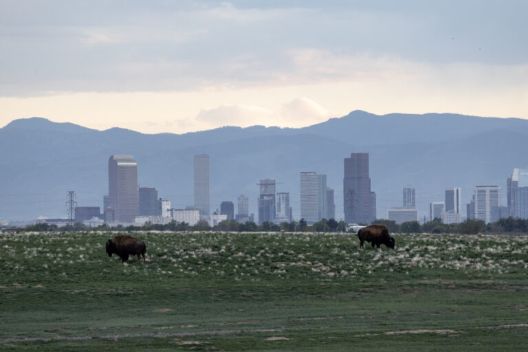Bison in front of the iconic Denver skyline (Photo Credit: Katt Hendershot)