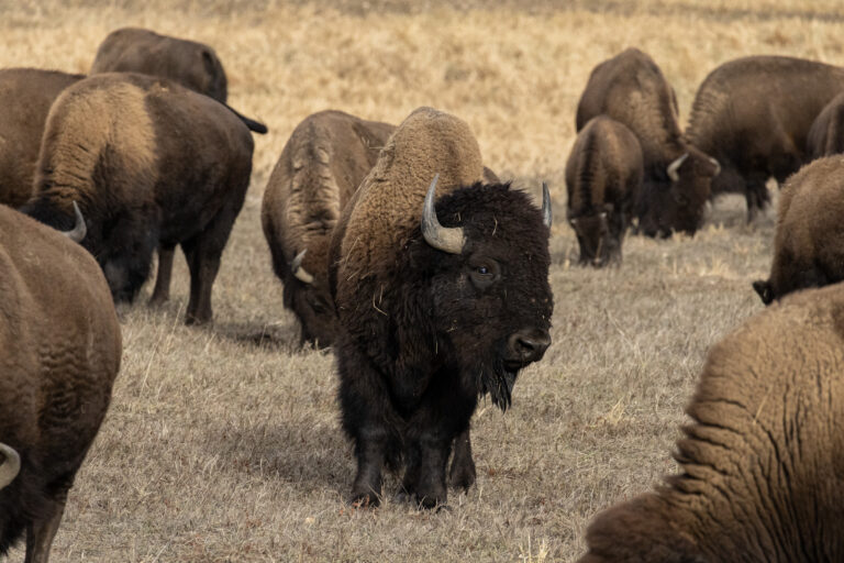 The Bison heard standing mighty on the side of the road. (Photo Credit: Katt Hendershot)