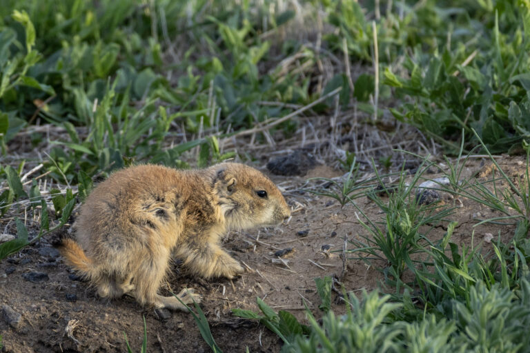 Baby prairie dog trying not to explore the road too closely. (Photo Credit: Katt Hendershot)