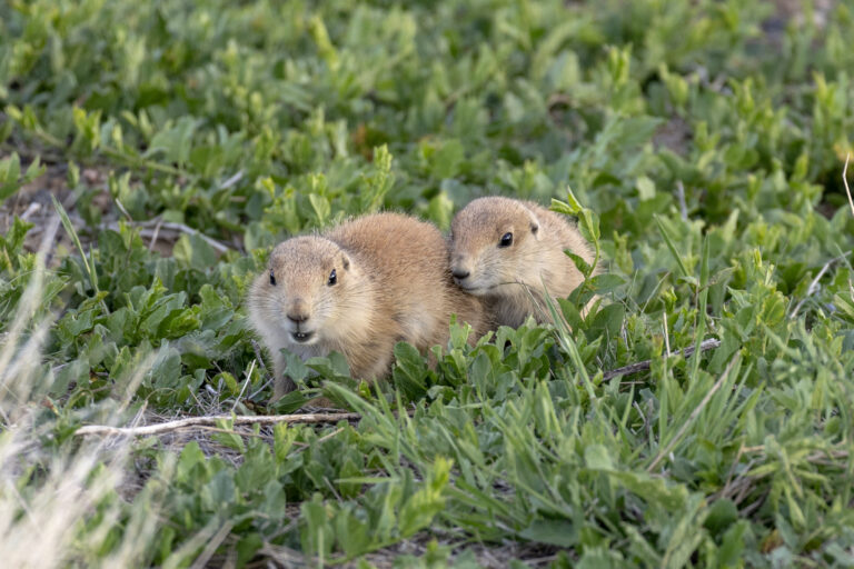 Baby prairie dogs exploring the new sights, (Photo Credit: Katt Hendershot)