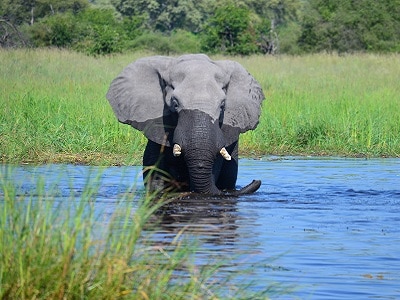 giraffe safari uganda