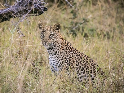 lion safari tanzania