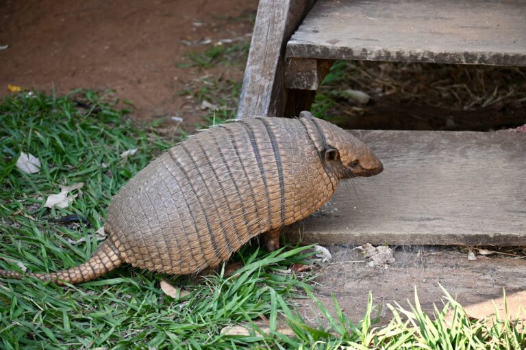 An armadillo checking out the scene (Photo Credit: Clara Moore)