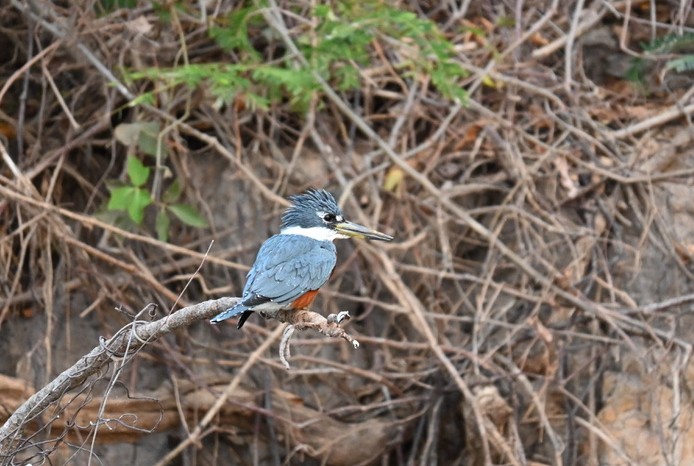 Ringed kingfisher looking out over the water(Photo Credit: Clara Moore)
