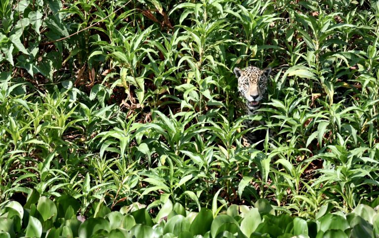 A jaguar poking it's head out of the dense bush (Photo Credit: Clara Moore)