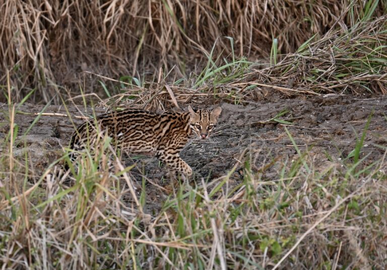 An ocelot walking through the grass (Photo Credit: Clara Moore)