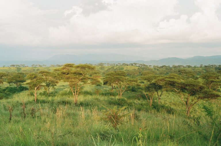 Acacia trees in Queen Elizabeth National Park (Photo Credit: Alexandra Hankins)