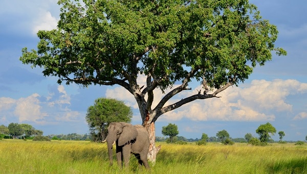 Elephant under a marula tree in the Okavango Delta, Botswana