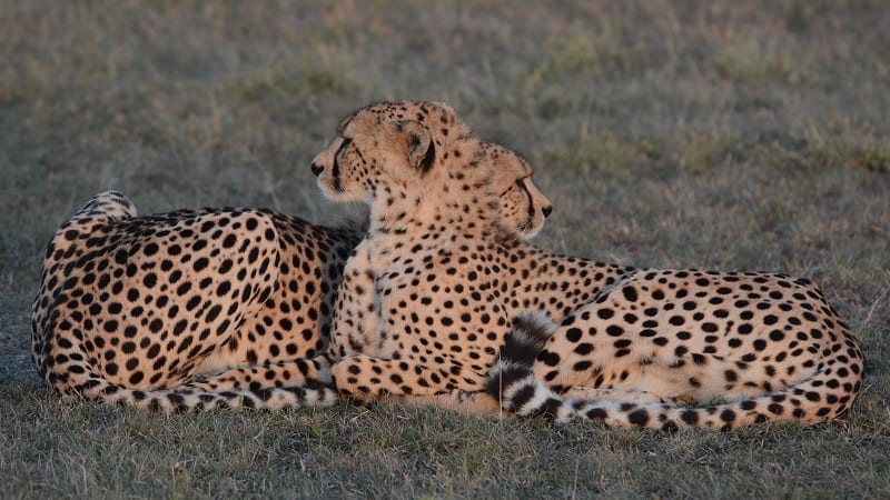 Cheetah siblings in the Serengeti