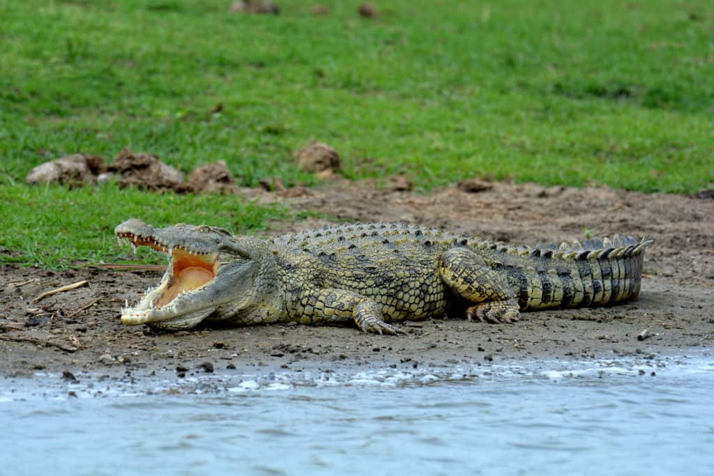 Crocodile enjoying sunshine in Queen Elizabeth National Park, Uganda