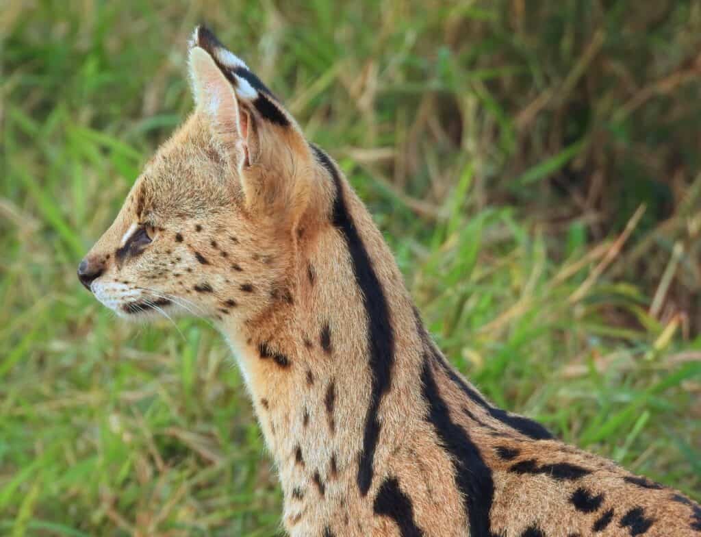 Species Highlight: Serval - The Wild Source