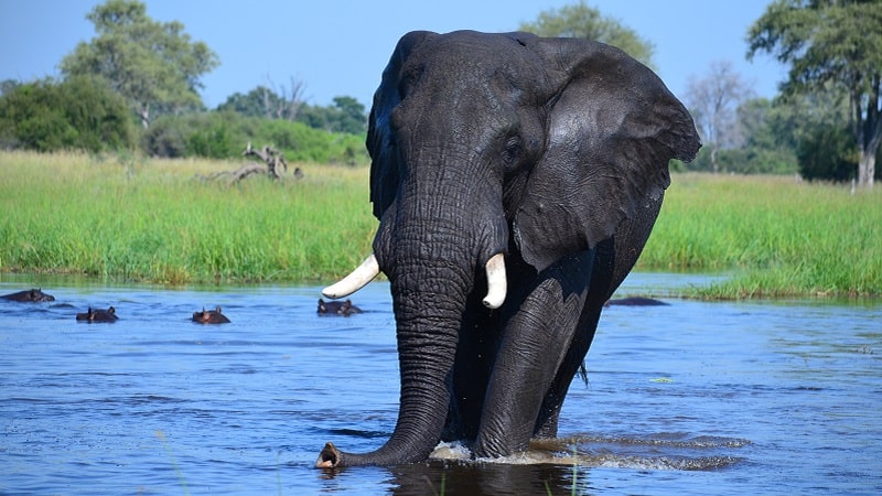 Elephant relaxing in a water hole in the Okavango Delta
