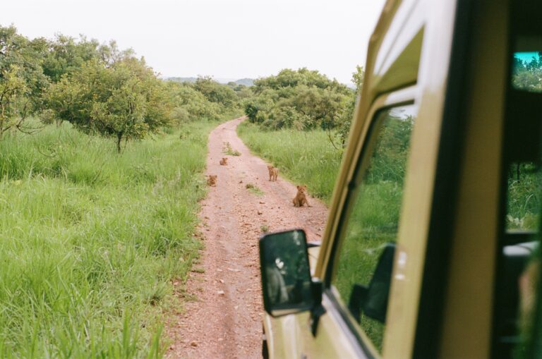 Four cubs in the road waiting for mom to return. (Photo Credit: Alexandra Hankins)