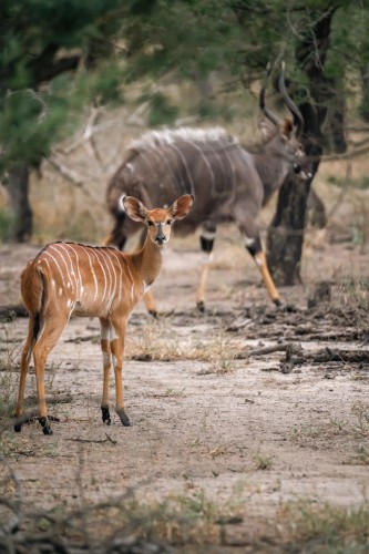 Male and baby nyala (Photo Credit: Gorongosa Safaris)