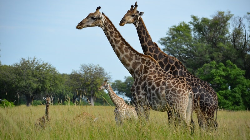 A journey of giraffe in the Okavango Delta, Botswana