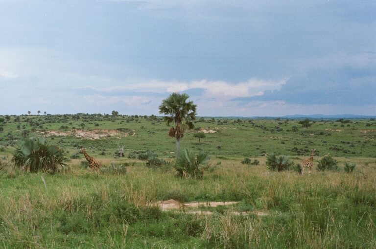 Giraffes browsing in Murchison Falls National Park. (Photo Credit: Alexandra Hankins)