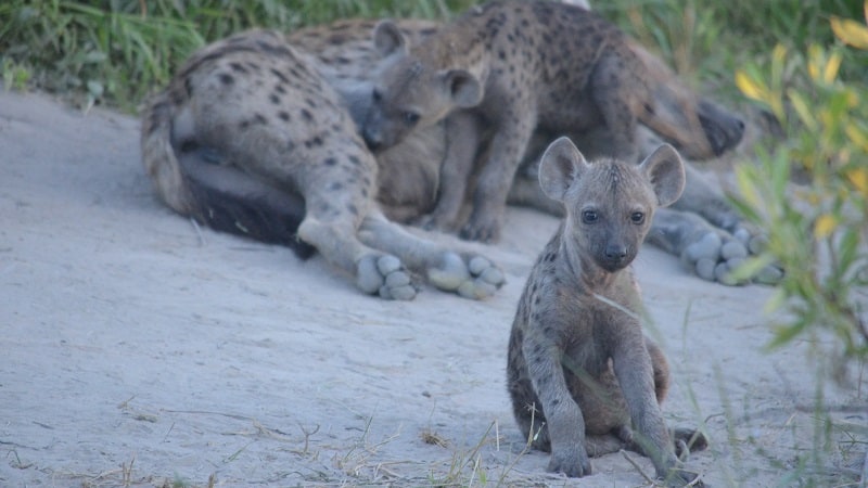 Spotted hyena den
