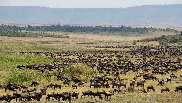Great migration across the Masai Mara