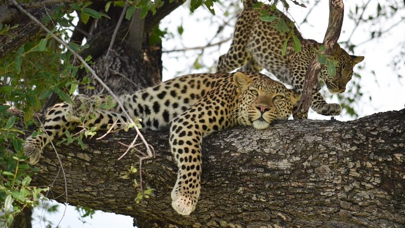 Leopard with cub in the Okavango Delta