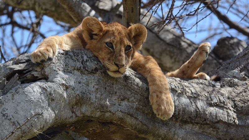 Lion cub relaxing on a branch