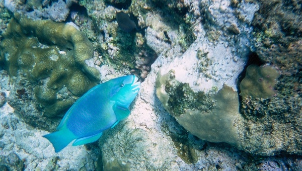 parrot fish on a coral reef in the Bazaruto Archipelago