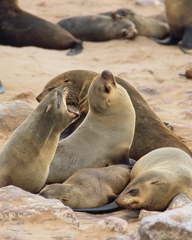 Seal colony from Swakopmund, Namibia