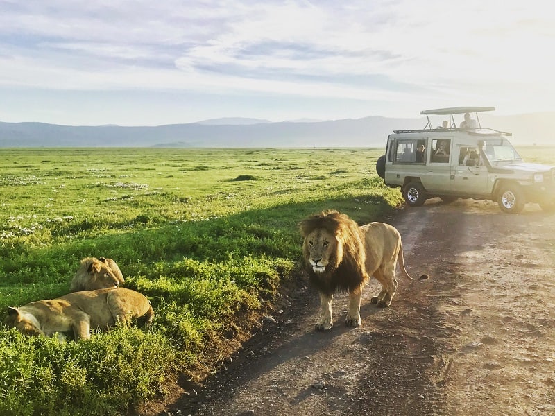 Lions in the Ngorongoro Crater