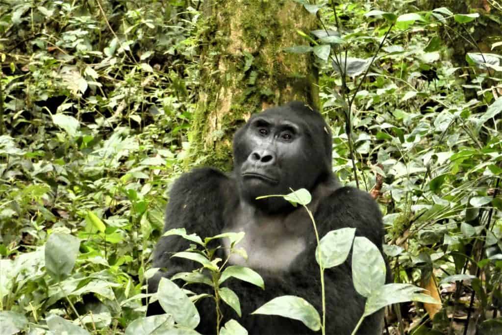 mountain gorilla staring ahead