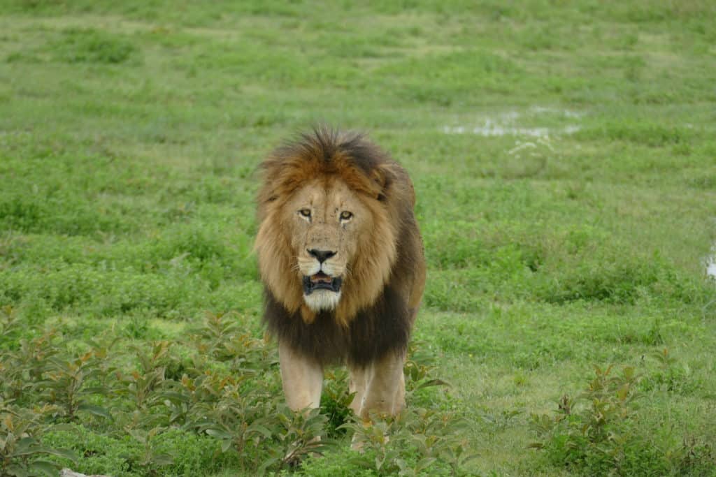 male-lion-green-grass