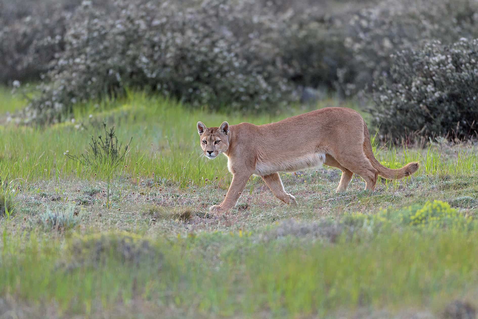 Puma Tracking Safaris - Natural World Safaris