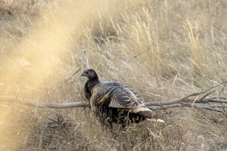 Wild turkey sitting below it's roosting tree (Photo Credit: Katt Hendershot)