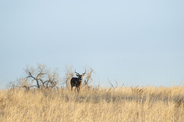 Buck deer crossing the grasslands. (Photo Credit: Katt Hendershot)