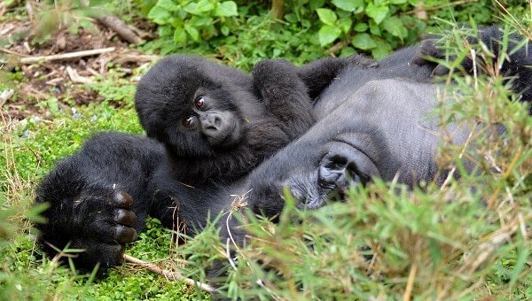 Mountain gorillas Rwanda