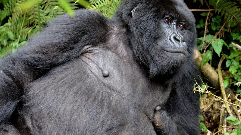 Female gorilla missing a hand from a snare injury