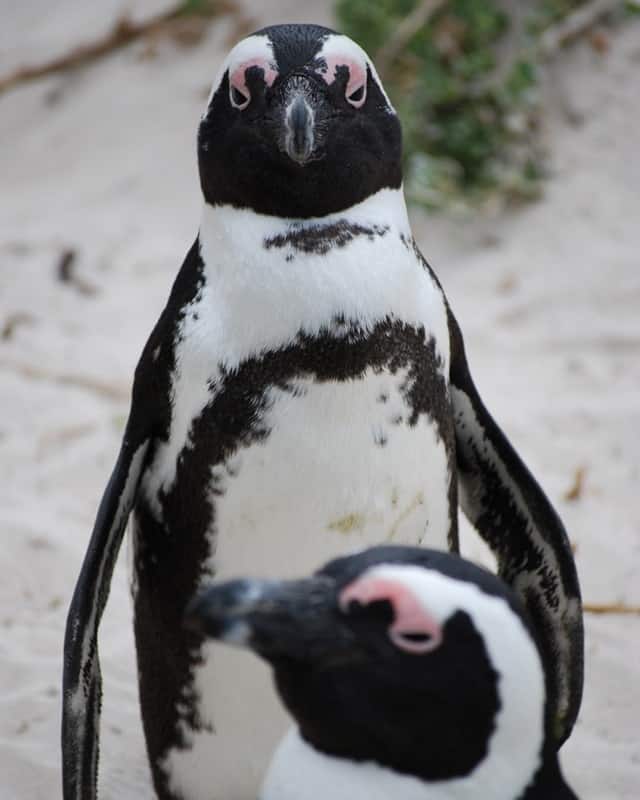 African penguin from Boulders Beach Penguin Colony outside of Cape Town, South Africa
