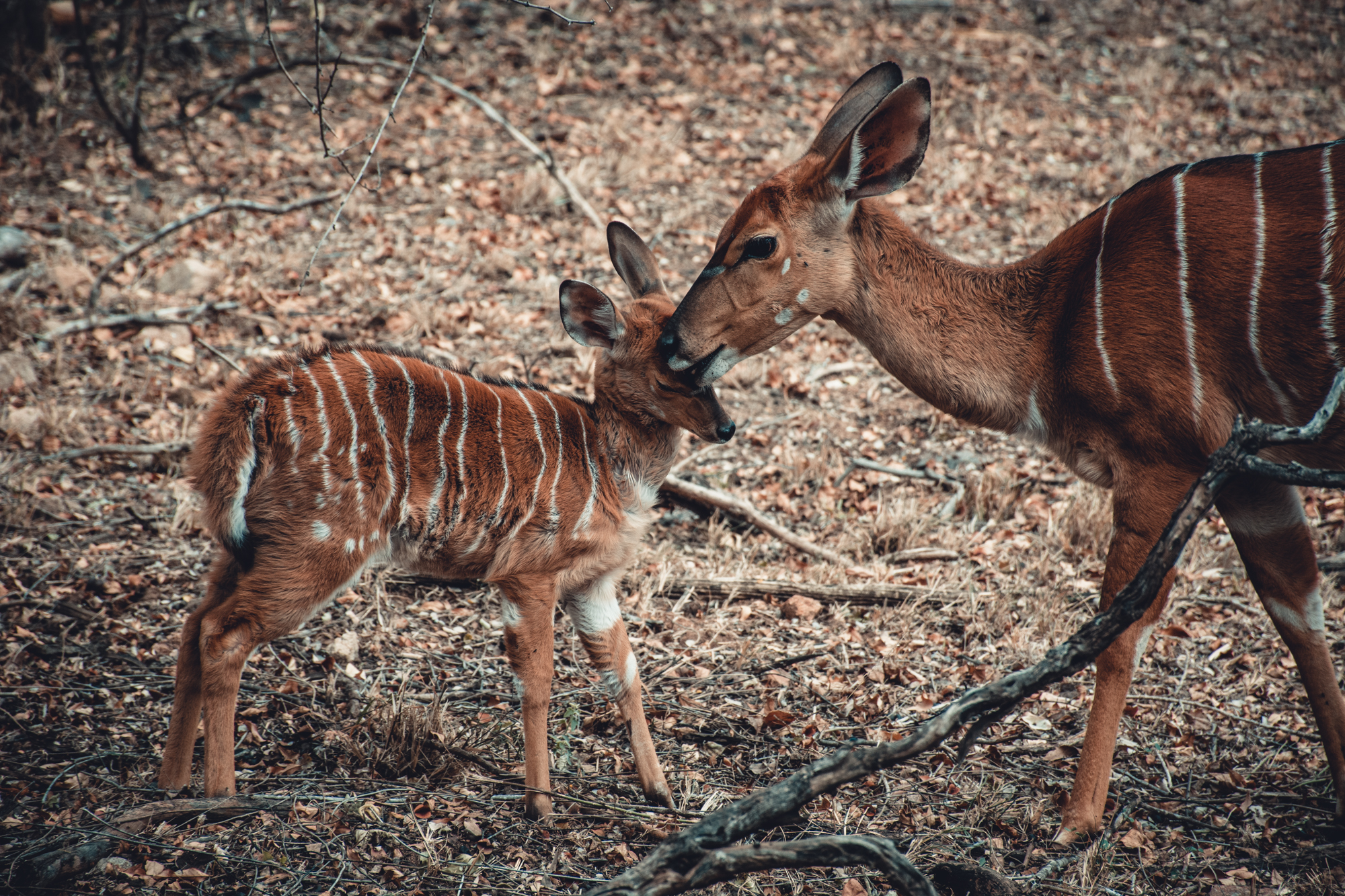 Mother and baby nyala (Photo Credit: Tanda Tula)