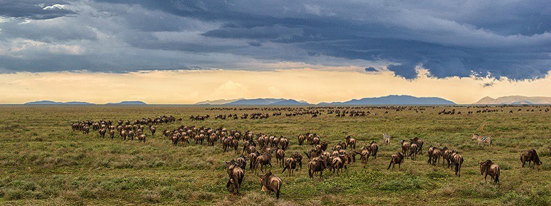 Great migration in Tanzania