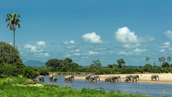 Ruaha National Park view of elephants crossing the river