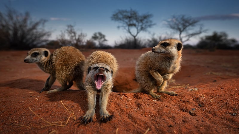 habituated meerkats at Tswalu Kalahari