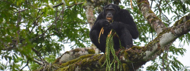 Chimpanzee in Kibale Forest National Park, Uganda