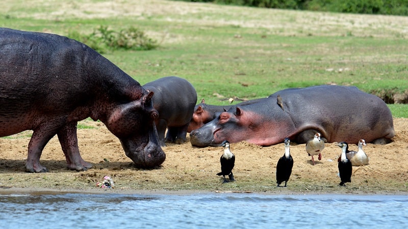 Hippopotamus basking in the sun in Queen Elizabeth National Park, Uganda