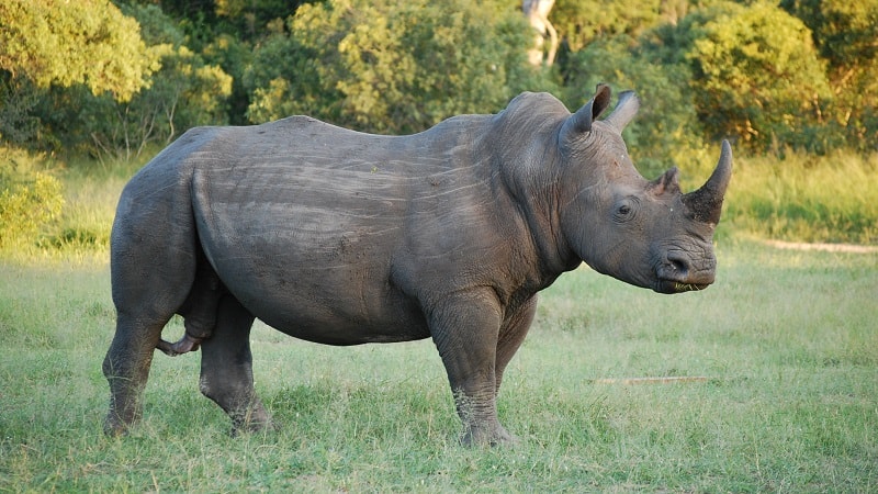 white rhinoceros in Sabi Sands, South Africa