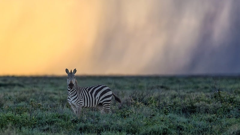 Zebra in the Serengeti
