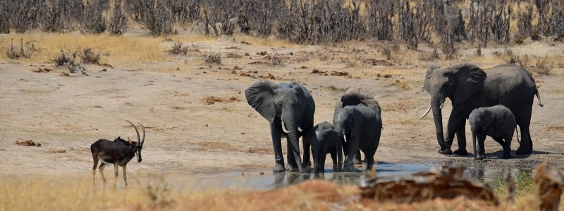 Elephants in Hwange National Park, Zimbabwe