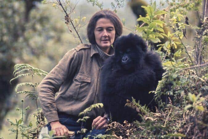 Dian Fossey with a mountain gorilla in Rwanda
