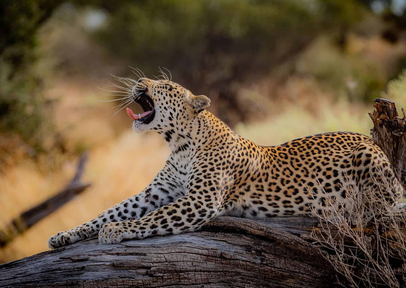 A leopard yawning on a fallen tree in the Serengeti